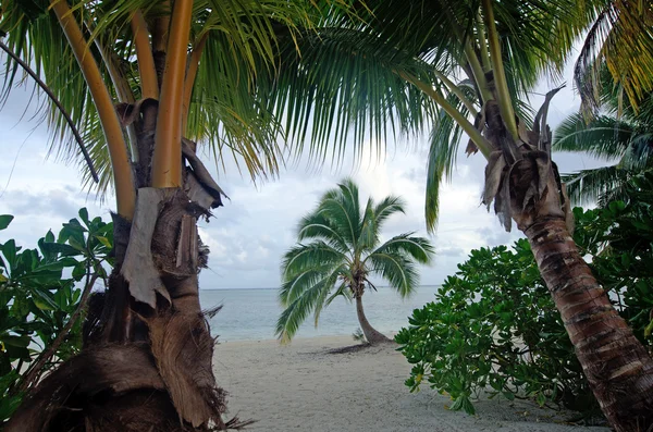 Kokosnöt träd i aitutaki lagunen Cooköarna — Stockfoto