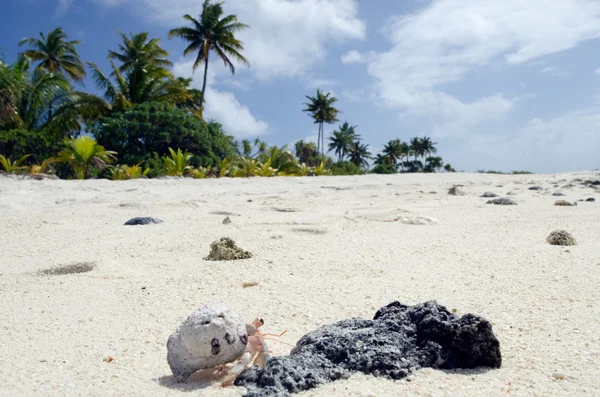Рак-відлюдник - Аітутакі лагуни островів Кука — стокове фото