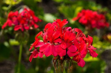 Sardunya çiçekleri