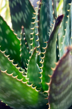 aloe vera