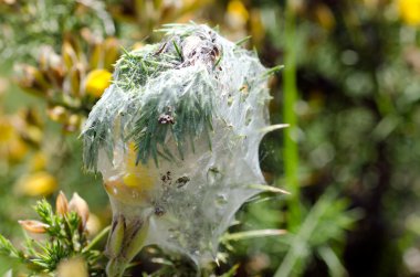 Gorse örümcek akar - tetranychus lintearius