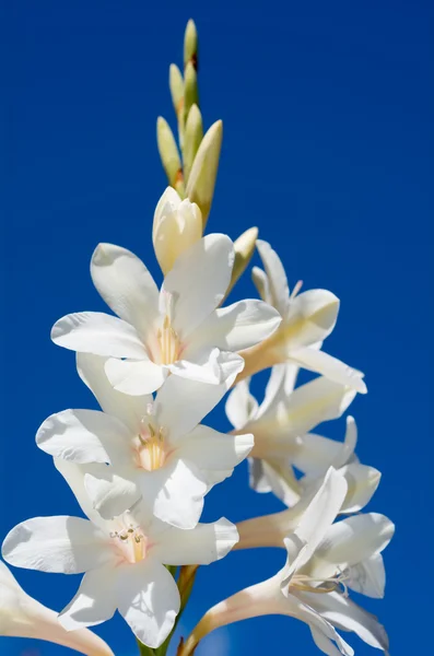 Hvide hosta blomster - Stock-foto