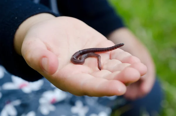 Worm — Stock Photo, Image