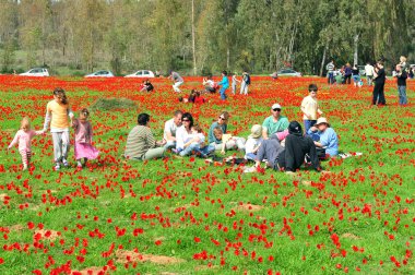 Anemones blossom in Israel clipart