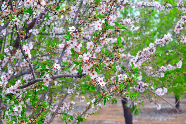 Almond trees blossom in Israel — Stock Photo, Image