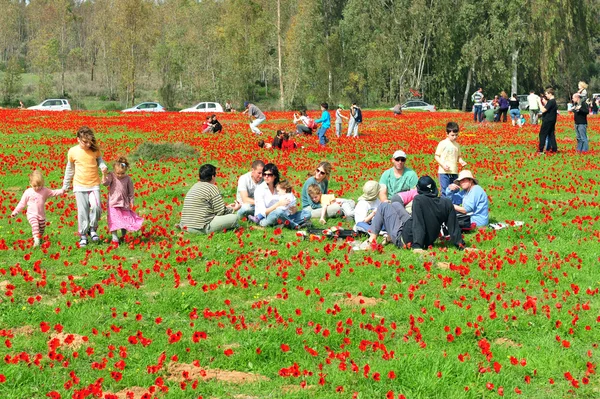 Flores de anêmonas em Israel — Fotografia de Stock