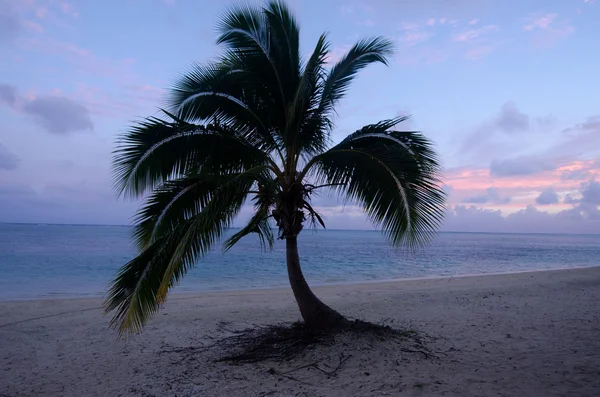 Kokospalme in der Aitutaki-Lagune kochen Inseln — Stockfoto