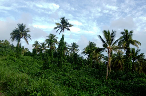 Coqueiros em Aitutaki Lagoa Ilhas Cook — Fotografia de Stock