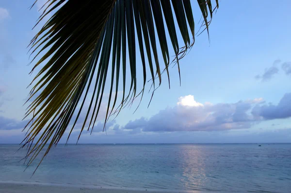 Albero di cocco nella laguna di Aitutaki Isole Cook — Foto Stock