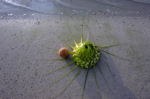 One coconut and sun hat on the sandy sea shore — Stock Photo, Image