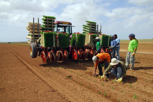 Agricoltura nel deserto del Negev Israele — Foto Stock