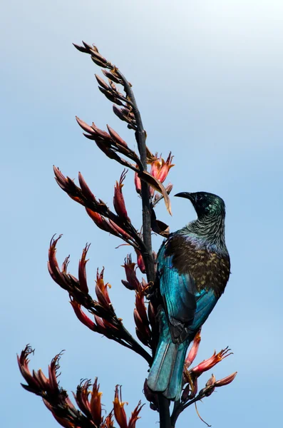 TUI - kuş Yeni Zelanda — Stok fotoğraf