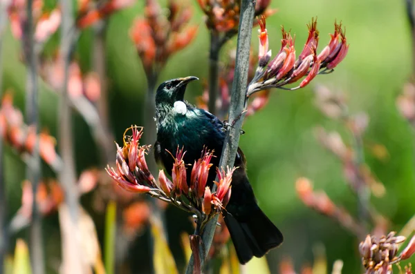 Tui - Pássaro da Nova Zelândia — Fotografia de Stock