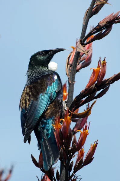 TUI - πουλί της Νέας Ζηλανδίας — Φωτογραφία Αρχείου