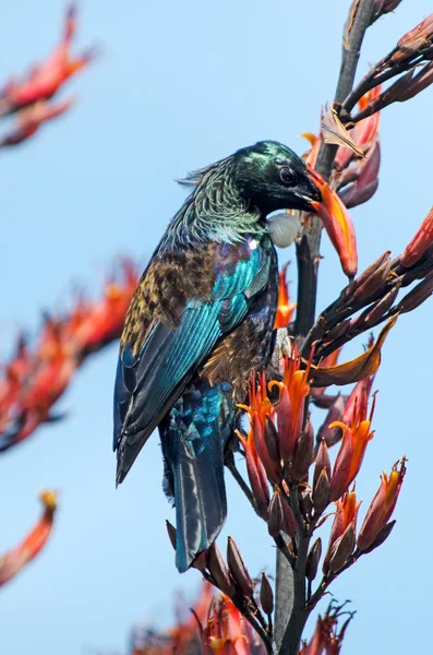 TUI - madár, Új-Zéland — Stock Fotó