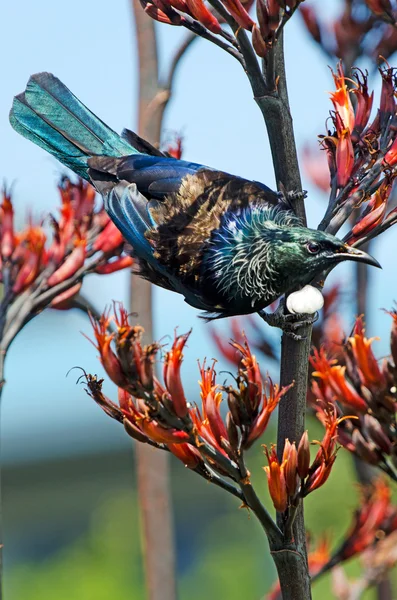 Tui - pták z Nového Zélandu — Stock fotografie