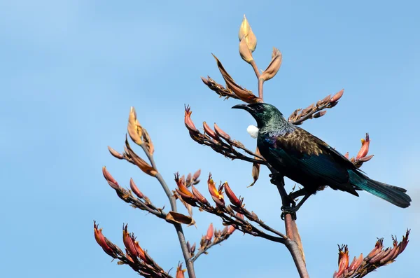 Tui - Птица Новой Зеландии — стоковое фото
