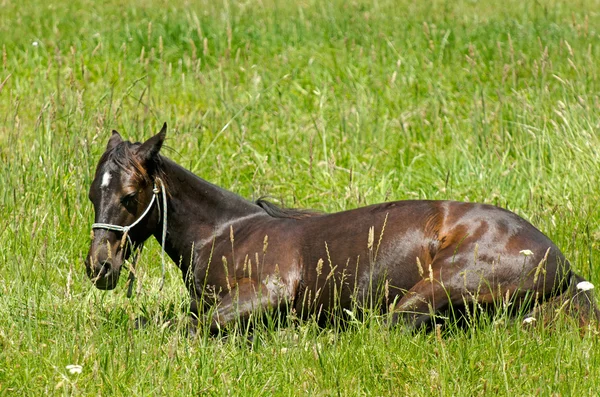 Horse site and rest — Stock Photo, Image