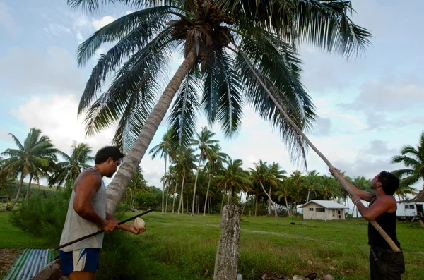 Kokosnoot boom landbouw in aitutaki lagune Cookeilanden — Stockfoto