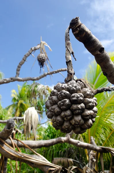 Morinda citrifolia tropical tree — Stock Photo, Image