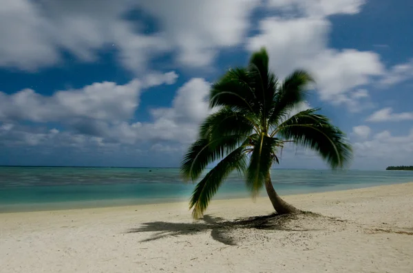 Kokosová palma v aitutaki laguny Cookovy ostrovy — Stock fotografie