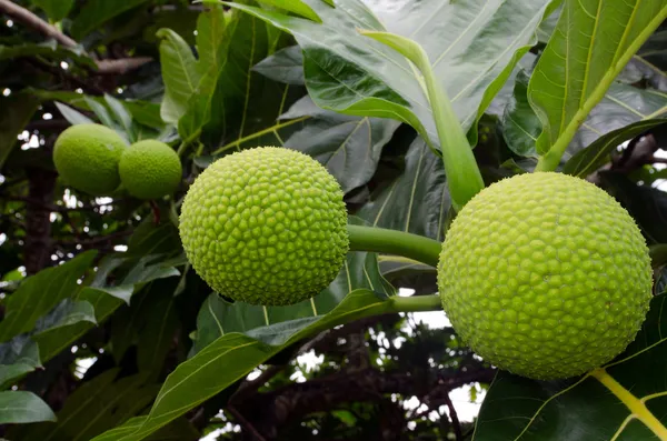 Breadfruit drzewo — Zdjęcie stockowe