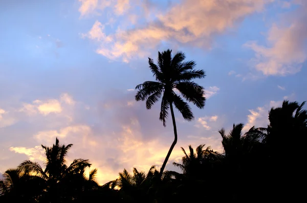 Kokosová palma v aitutaki laguny Cookovy ostrovy — Stock fotografie