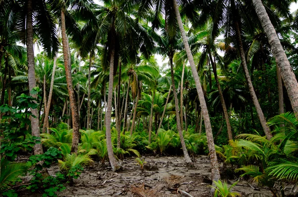 South pacific regnskog djungel — Stockfoto