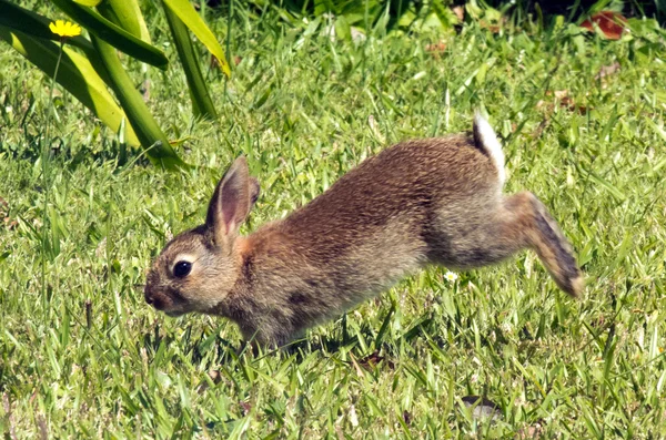 Bunny tavşan — Stok fotoğraf