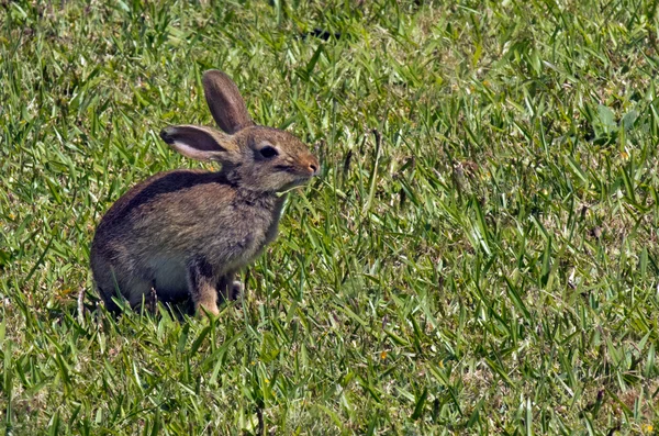 Conejo conejo — Foto de Stock