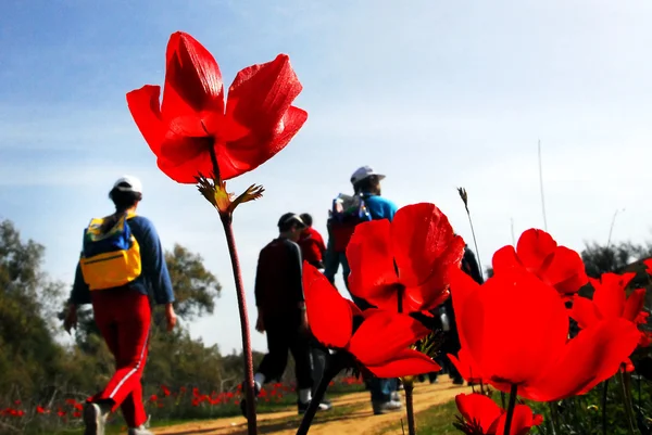 Anemone rote Blume blüht — Stockfoto