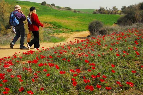 Anemone rode bloem bloeien — Stockfoto