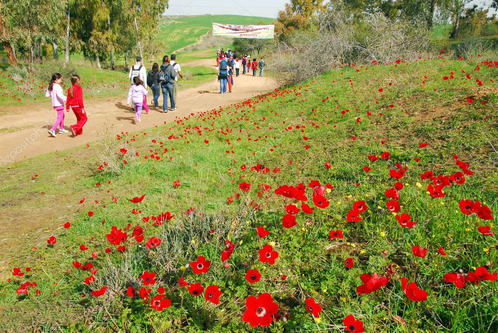 Israel flor nacional fotos de stock, imágenes de Israel flor nacional sin royalties | Depositphotos Israel flor nacional fotos de stock, imágenes de Israel flor nacional sin royalties | Depositphotos