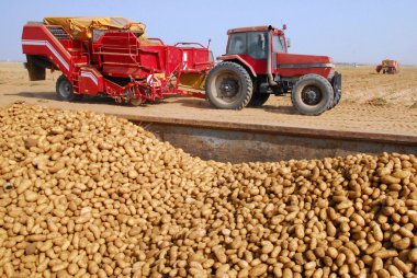 patates ve patates alanındaki traktör