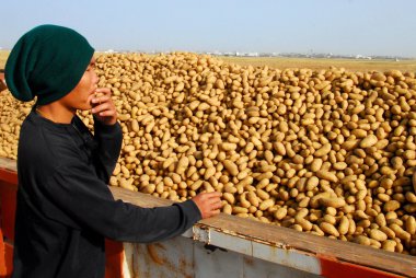 Tay işçi almak patates