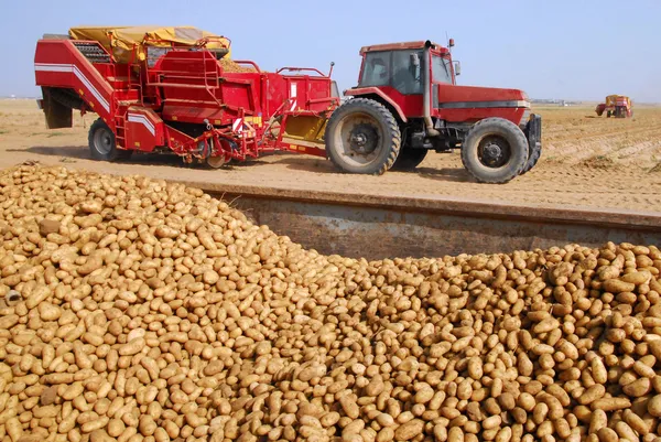 Aardappelen en trekker in aardappelen veld — Stockfoto