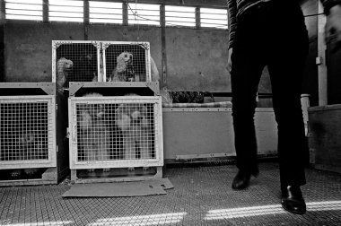 medrano sirki - cirque medrano