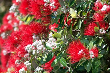 Pohutukawa red flowers blossom clipart
