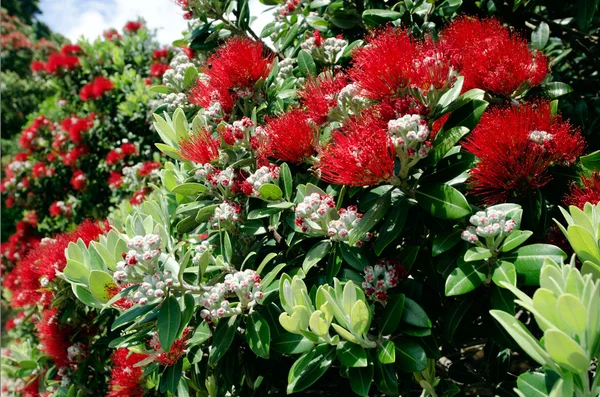 Fiori rossi di Pohutukawa fioriscono — Foto Stock