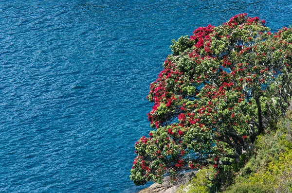 Fiori rossi di Pohutukawa fioriscono — Foto Stock