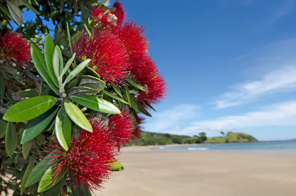 Fiori rossi di Pohutukawa fioriscono — Foto Stock