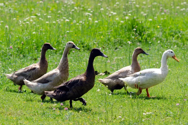 Gänsefarm — Stockfoto