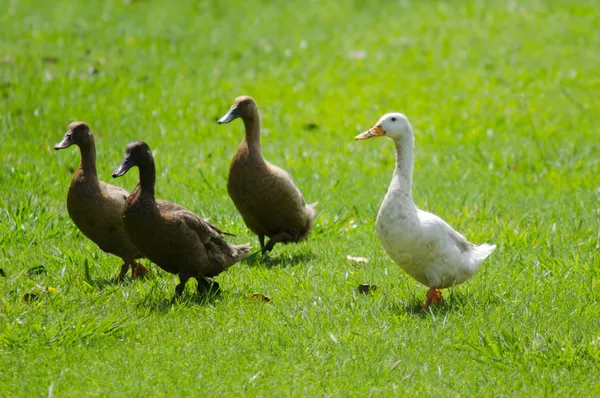 Gänsefarm — Stockfoto