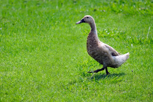 Goose — Stock Photo, Image