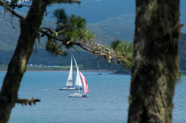 Bucht der Insel Neuseeland - roberton island — Stockfoto