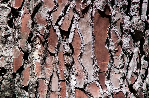 Bark of Pine Tree — Stock Photo, Image