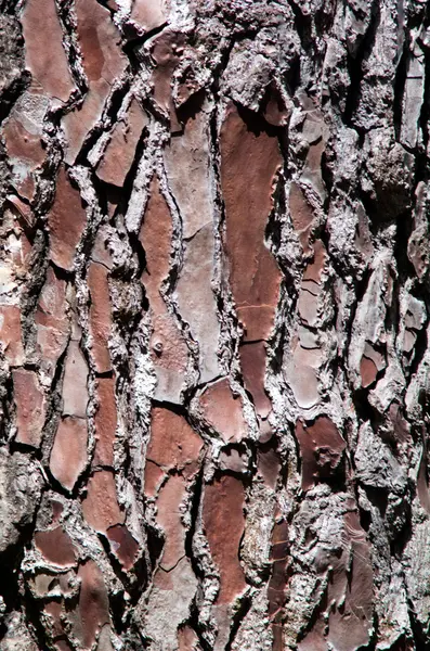 Bark of Pine Tree — Stock Photo, Image