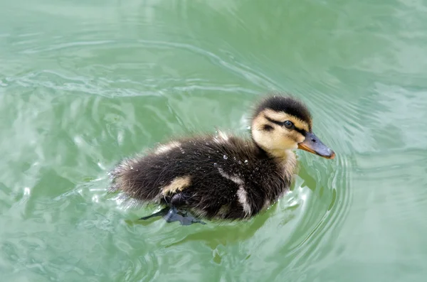 Mallard Ducklings natação — Fotografia de Stock