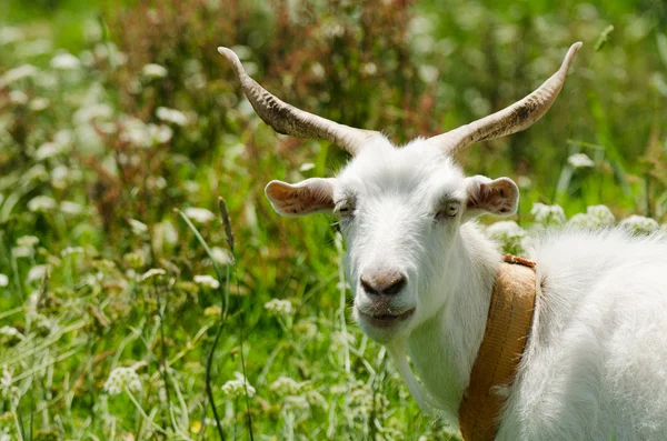 Kambing putih dengan tanduk yang panjang — Stok Foto