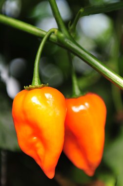 sıcak chilis - habanero